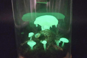Pilzwelt im Glas groß